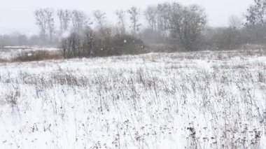Ormandaki güzel kar fırtınası, kış arka planı, gökten yere düşen kar taneleri.