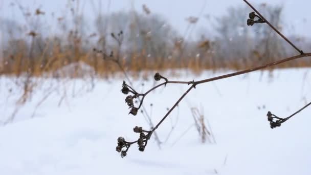 Vacker Vinterbakgrund Med Snöflingor Och Vintersnöstorm Grenen Svajar Vinden Vinterkylan — Stockvideo