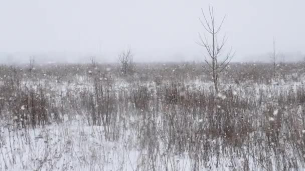 Hermosa Tormenta Nieve Invierno Nevado Caída Copos Nieve Bosque Paisaje — Vídeos de Stock