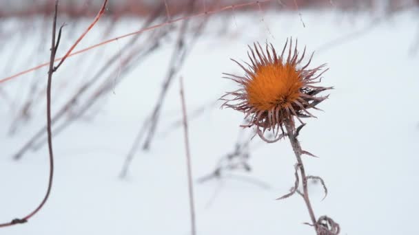 Vårblomma Snön Vacker Gul Blommande Blomma Snötäckt Lappland Blå Bakgrund — Stockvideo