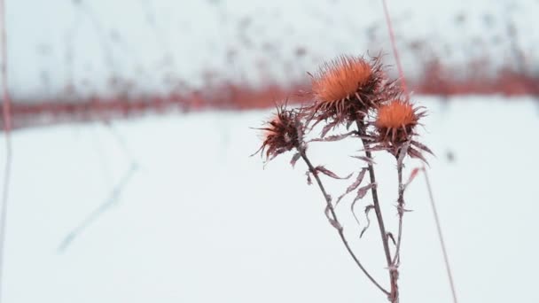 Hermosa Flor Invierno Duerme Con Nieve Fondo Invierno Frío Invierno — Vídeos de Stock