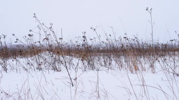 Naturaleza Invernal Brotes Flores Nieve Hierba Amarilla Nieve Frío Invernal — Vídeos de Stock