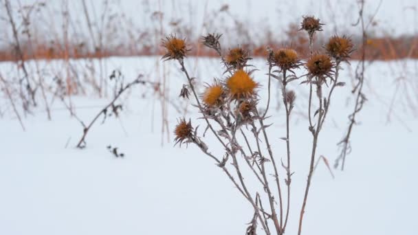 雪の中のラップランドの美しいオレンジの花 春の花は雪で振りかけられ 空から降ってくる雪の結晶 冬の背景 — ストック動画