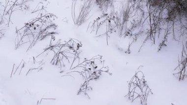 Beautiful winter nature with birds on snow-covered branches in Lapland, winter background, winter cold, birds of tit in winter