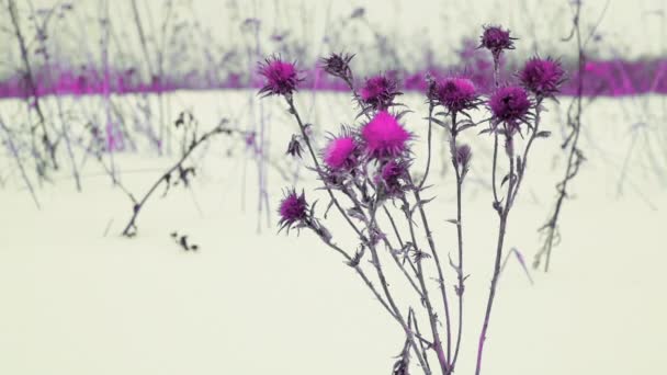 Een Paarse Bloem Zwaait Wind Van Een Wintersneeuwstorm Een Besneeuwde — Stockvideo