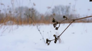 Kış arkaplanı rüzgarda sallanır soğuk kış mevsiminde, karlı arka planda, güzel bir dalla, güzel bir kışta. Karda baharın pınarları