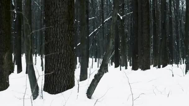 Niesamowicie Piękny Zimowy Las Śnieżny Piękną Korekcją Koloru Zimnych Odcieniach — Wideo stockowe