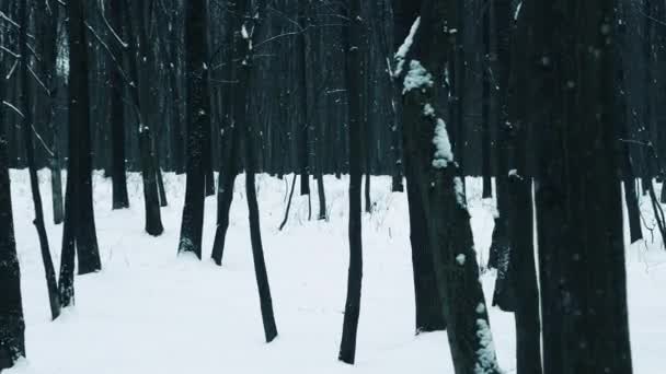 Krásný Mystický Zimní Les Vysokými Zasněženými Stromy Zimní Příroda Lesní — Stock video