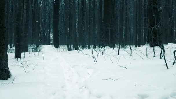 Mistyczny Zimowy Las Suchymi Wysokimi Drzewami Piękna Zima Zima Zimno — Wideo stockowe