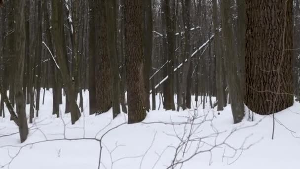 Inverno Frio Inverno Floresta Fundo Com Câmera Movimento Para Cima — Vídeo de Stock