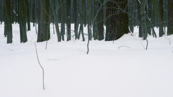 Zimní Les Pozadí Kamerou Pohyb Nahoru Krásná Zima Lese Vysoké — Stock video