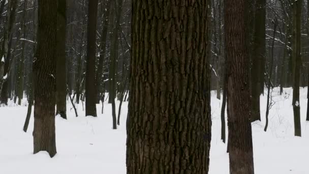 Froid Hivernal Fond Forêt Hiver Avec Mouvement Caméra Droite Sur — Video