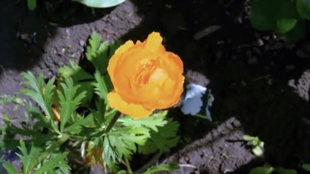 Жовта Весняна Квітка Мильні Бульбашки Квітковому Саду Красива Квітка Рухом — стокове відео