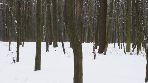 Forêt Hiver Avec Mouvement Caméra Grands Arbres Dans Une Forêt — Video