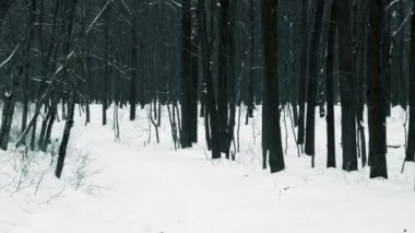 Soğuk gölgelerde güzel renk düzeltmeleri olan inanılmaz güzel bir kış ormanı. Kış arkaplanı, kamera tarafından hareket eden kasvetli mistik orman. Kış manzarası. Doğa