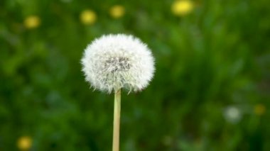 Güzel bir yaz karahindibası süzülüyor, yeşil çimlerin üzerinde bahar karahindibası, bulanık bir bokeh arka planı olan karahindiba.