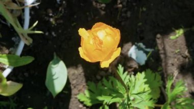 Bahçedeki güzel sarı çiçek, yakın plan, bahar çiçeği. Rüzgarda sallanan çiçekler.