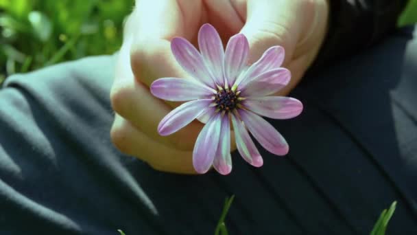 Joven Sostiene Una Hermosa Flor Mano Recoge Los Pétalos Una — Vídeos de Stock