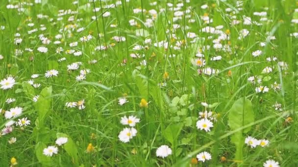 Vackra Vårprästkragar Rörelse Med Kameran Blommande Kamomill Blommor Grönt Gräs — Stockvideo