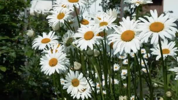 Vackra Vårprästkragar Bin Flyger Nära Blommorna Närbild Blommor Sommarträdgården — Stockvideo