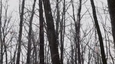 Beautiful winter dense forest, dry trees in the forest, winter background, tall dry trees.