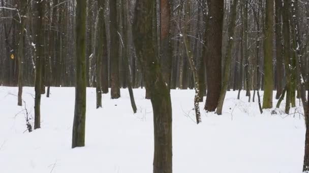 Winter Forest Camera Movement Tall Trees Snowy Forest Winter Nature — Stock Video