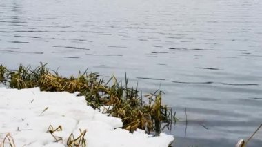 Karla kaplı bir nehrin kıyısındaki görüntüler. Karda çalılıklar olan bir göl. Kış nehri.