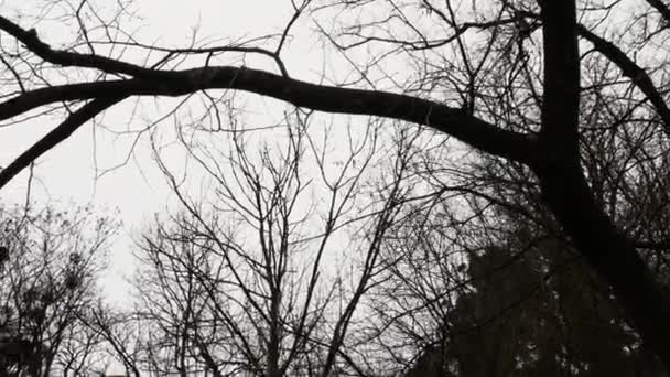 乌鸦在干燥的树上在空中飞翔 一群乌鸦在空中盘旋 一群鸟 — 图库视频影像