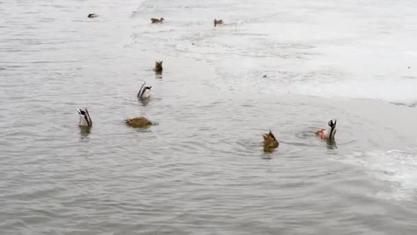 Ördekler Suyun Altına Dalarak Balık Yakalar Kuşlar Buzlu Nehirde Yiyecek — Stok video
