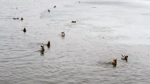 河里有一群鸭子在钓鱼 冰河里有鸭子 河里有鸟儿在游泳 正在融化的冰上的鸭子 — 图库视频影像
