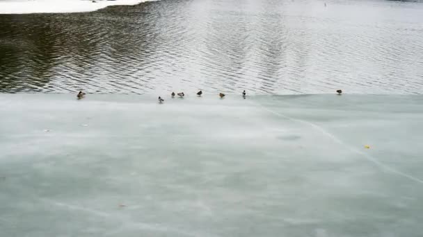 Bir Ördek Sürüsü Nehirde Eriyen Buzun Üzerinde Yumuşak Bir Odak — Stok video