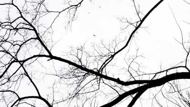 Bando Corvos Céu Está Voando Sobre Árvores Câmera Está Movendo — Vídeo de Stock