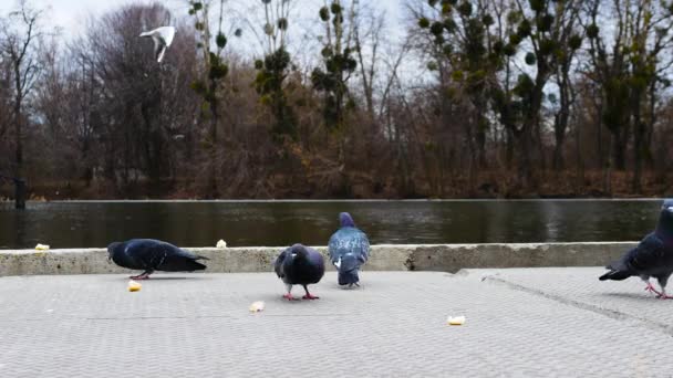 Flock Duvor Vid Floden Äter Mat Duvor Äter Bröd — Stockvideo