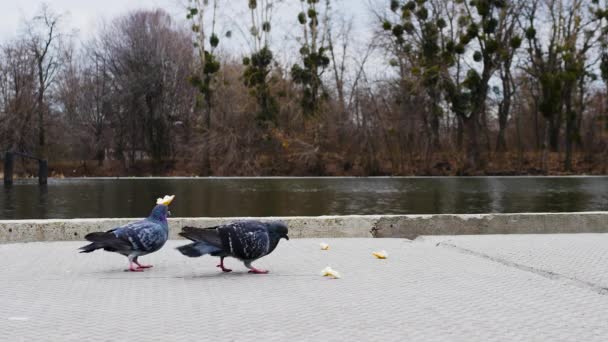 Flock Duvor Äter Mat Flodstranden Mås Med Duvor Fåglar Äter — Stockvideo