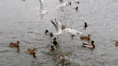 Nehirde bir martı sürüsü, martılarla dolu bir gölde ördekler.