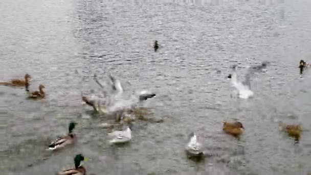 Alimentación Gaviotas Bandada Gaviotas Orilla Del Mar Patos Estanque Con — Vídeos de Stock