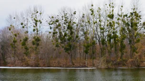 Corvi Tra Gli Alberi Gregge Corvi Arroccati Sugli Alberi Gli — Video Stock