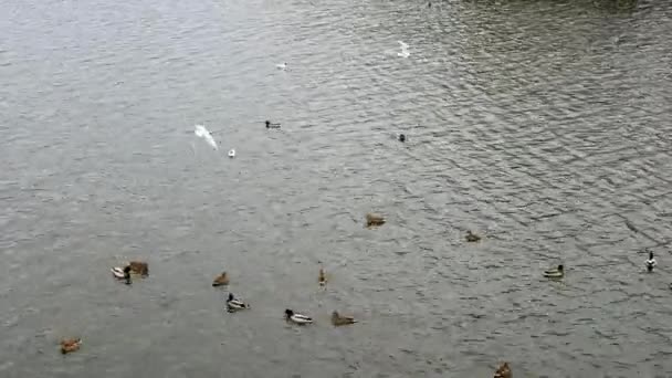 Eine Schar Möwen Fliegt Über Die Enten Fluss Meeresvögel Enten — Stockvideo