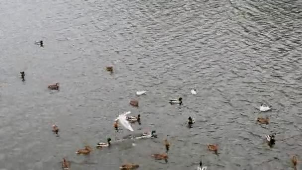 Burung Camar Menyerang Bebek Sungai Segar Iklim Berubah Burung Camar — Stok Video