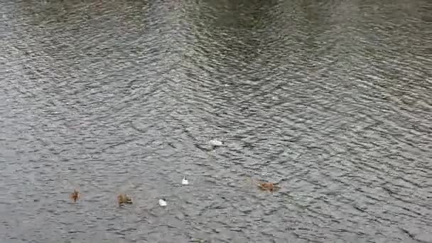 Burung Camar Mendarat Sungai Bebek Dengan Camar Sungai Laut Burung — Stok Video