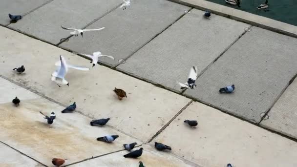 Bir Rıhtımda Bir Sürü Martı Güvercin Ördek Kuşlar Grubu Çeşitlidir — Stok video