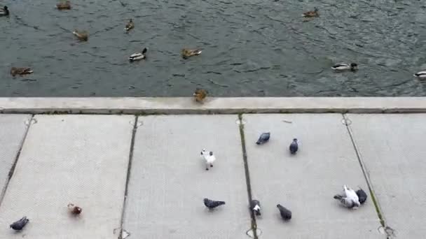 Nehir Kenarındaki Kuşların Martıların Güvercinlerin Ördeklerin Karışımı Deniz Kenarında Bir — Stok video