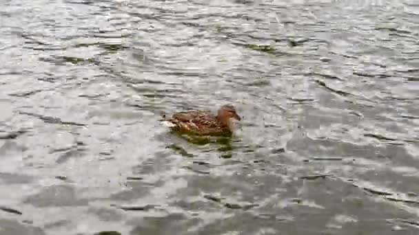 Seekor Bebek Sungai Segar Bebek Yang Indah Terlihat Kamera Lensa — Stok Video
