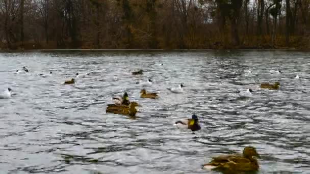 Flock Ducks Seagulls Swimming River Ducks Swing Waves River Migratory — Stock Video