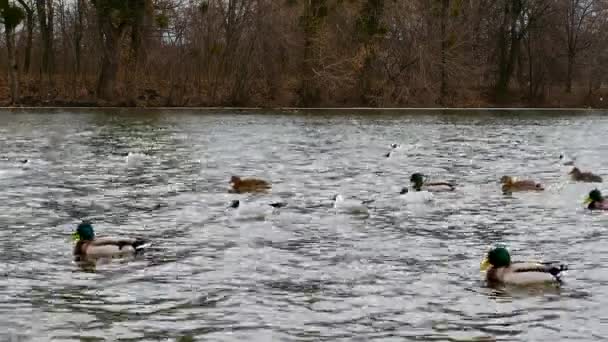 カモメと池の中にアヒル 鳥は川の波に揺れる 海の中のカモメは一つのグループでアヒルと一緒に泳ぐ — ストック動画