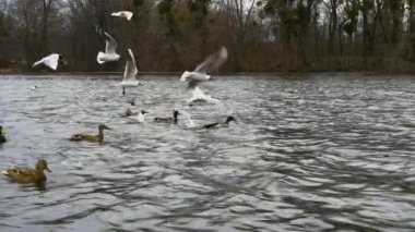 Nehirdeki martıları beslemek için yumuşak bir odak noktası, nehrin üzerinde uçan bir martı sürüsü, martılarla birlikte ördek sürüsü