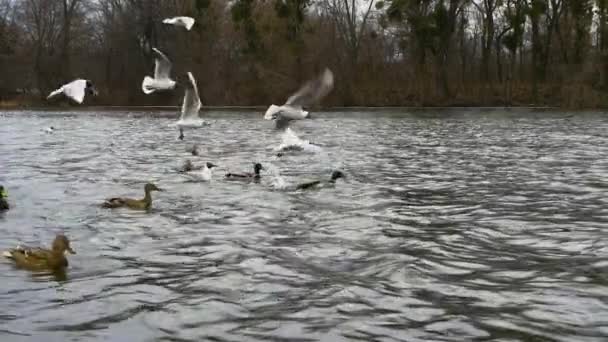 Fokus Lembut Untuk Memberi Makan Burung Camar Sungai Kawanan Burung — Stok Video