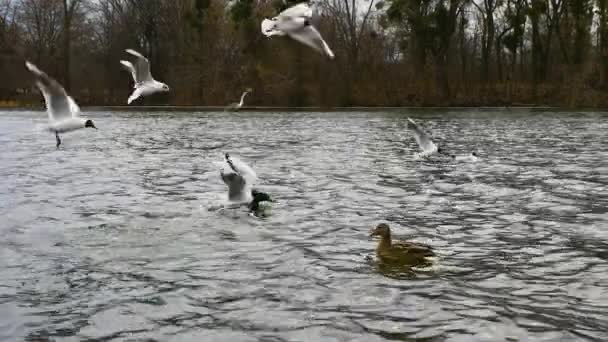 Sekawanan Burung Camar Atas Sungai Fokus Lembut Bebek Dengan Camar — Stok Video