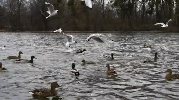 Patos Estanque Con Gaviotas Cuervos Fondo Video Enfoque Suave Bandada — Vídeos de Stock