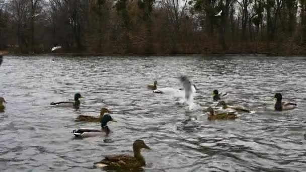 Nehirde Çeşitli Kuşlar Nehirde Ördekleri Olan Martılar Yumuşak Odaklı Video — Stok video